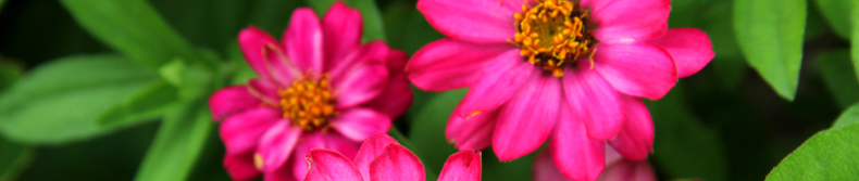 zinia